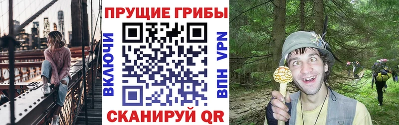 где найти наркотики  Вятские Поляны  Галлюциногенные грибы Psilocybe 